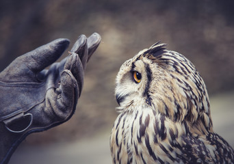 Owl and human