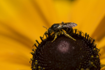 A bee pollinating a yellow flower, Kenora, Lake of the Woods, Ontario, Canada
