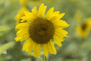 Close-up of sunflower, Manitoba, Canada