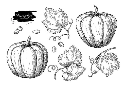 Pumpkin vector drawing set. Isolated hand drawn object with slic