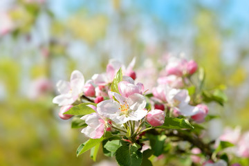 Frühling 441