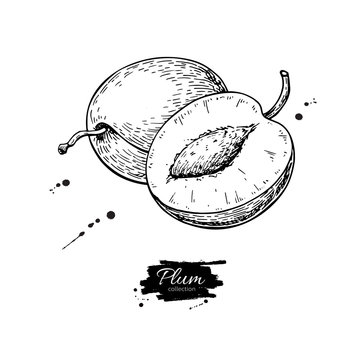 Plum vector drawing. Hand drawn fruit and sliced pieces. Summer food engraved style illustration.