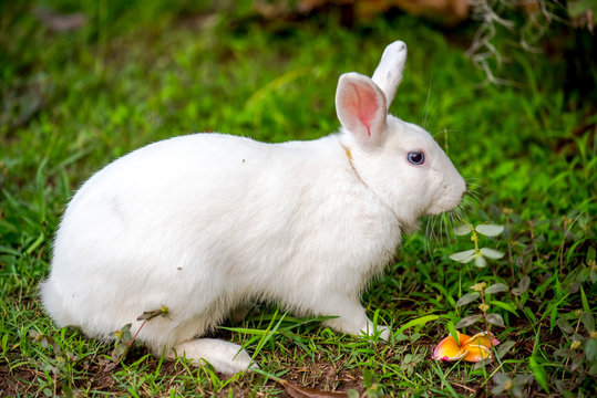 white rabbit in the garden.