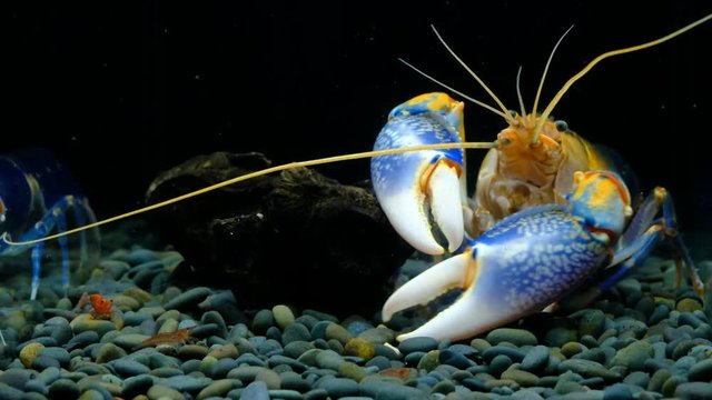 Volcano Destructor, a new breed of crayfish developed by Thai people