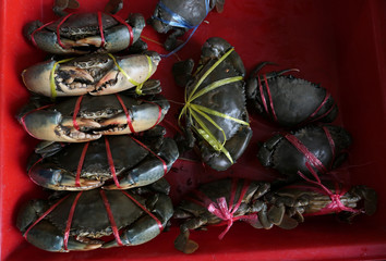 Fresh crabs are tied in a red pickup in the market. Fresh and delicious.the big claws of a crabs. Crabs are suitable for cooking. It is a good raw material. For the restaurant