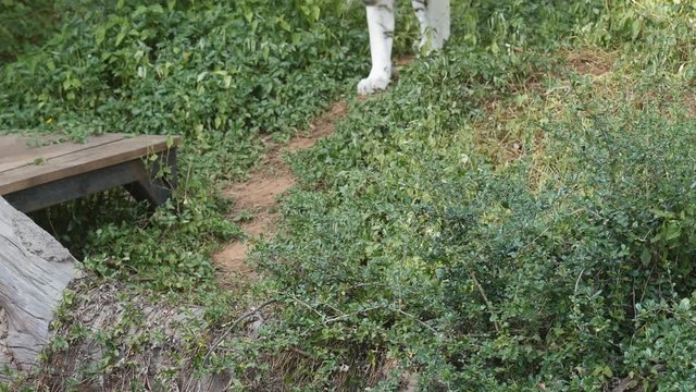 slow motion of a white bengal tiger prowling along inside the jungle