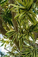 blooming flower bud of dracaena reflexa agavaceae