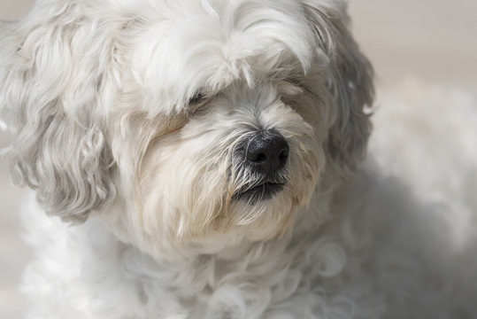 Close-up of Zuchon white puppy, Kenora, Lake of The Woods, Ontario, Canada