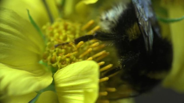 Bumblebee sits on a yellow flower and yellow spider runs around, Insect macro Insect Crab Spider, yellow Misumenoides, sits in flower, macro,