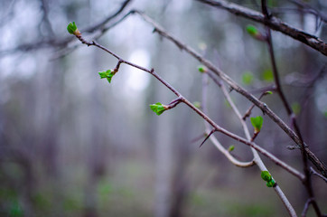 First young green leaves on brown branches, spring