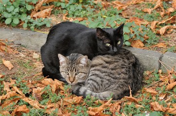 イタリアの猫