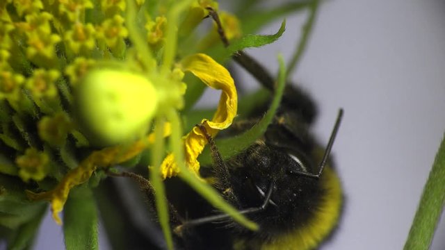 Bumblebee sits on a yellow flower and yellow spider runs around, Insect macro Insect Crab Spider, yellow Misumenoides, sits in flower, macro,
