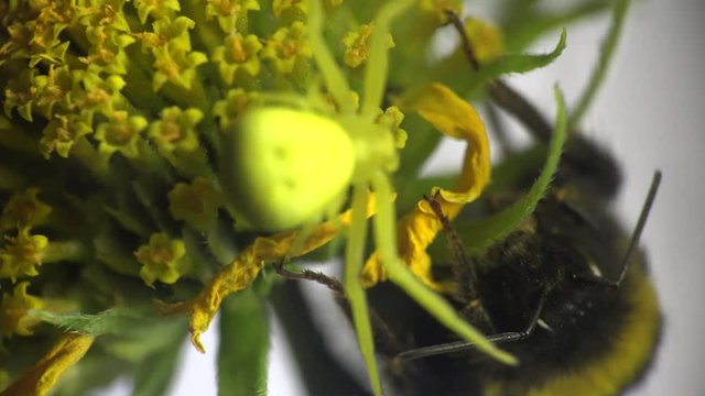 Bumblebee sits on a yellow flower and yellow spider runs around, Insect macro Insect Crab Spider, yellow Misumenoides, sits in flower, macro,