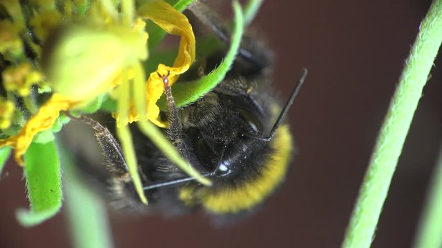 Bumblebee sits on a yellow flower and yellow spider runs around, Insect macro Insect Crab Spider, yellow Misumenoides, sits in flower, macro,