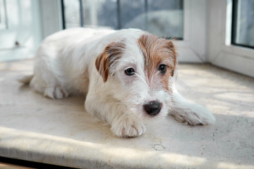 Portrait Jack Russell Terrier dog. Lies on a stone windowsill.