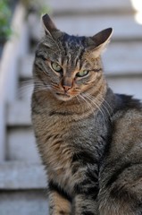 イタリア、ローマの猫