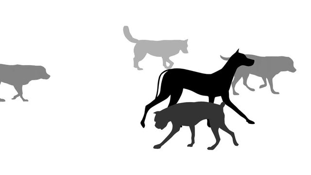 Dog silhouettes, animation on the white background