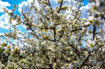 Beautiful blossoming tree against the background of the sun and blue sky