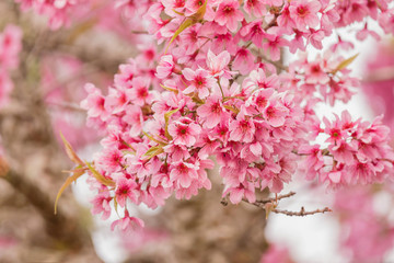 cherry blossom flower