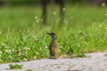 młody jasno zielony ptak dzięcioł stoi na chodniku, wiosna - obrazy, fototapety, plakaty