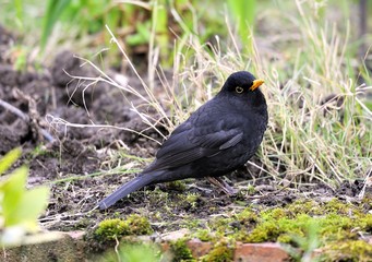 Eurasian blackbird in the garden