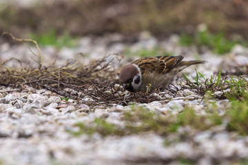 brązowy drobny ptak mazurek stoi na ziemi