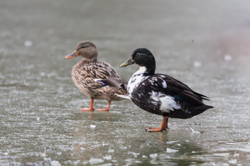 Para kaczek krzyżówek stoi na lodzie