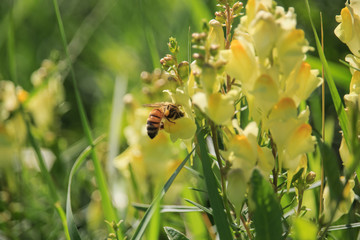 Bee on Linaria vulgaris