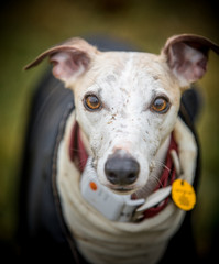 Whippet staring