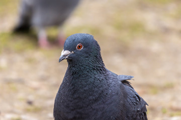 portrait of a pigeon bird, closeup, portret ptak miejski gołąb, beżowe rozmyte tło, wiosna