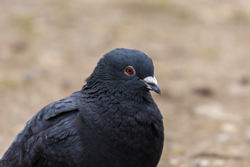 portrait of a pigeon bird, portret ptak miejski gołąb, beżowe rozmyte tło, wiosna