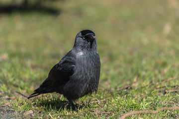 portret czarne ptaki miejskie, kawka, zielone rozmyte tło