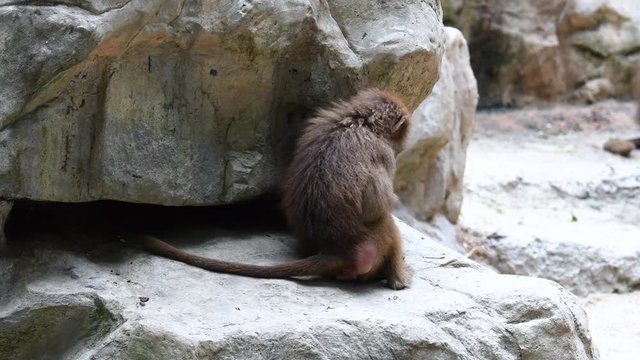 Baboons playing and fighting with each other