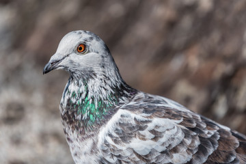 single, city ​​pigeon, beige blurred background, portrait of a pigeon bird, closeup, portret ptak miejski, gołąb rozmyte tło