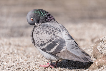 single, city ​​pigeon, beige blurred background, portrait of a pigeon bird, closeup, portret ptak miejski, gołąb rozmyte tło © Ewa Cierniak
