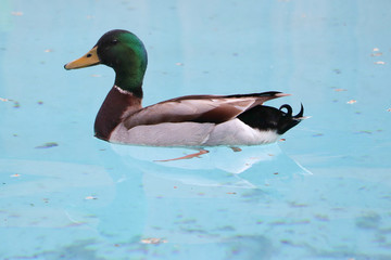 Male mallard in swimming pool