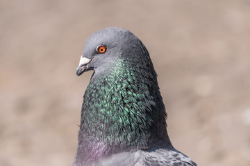 single, city ​​pigeon, beige blurred background, portrait of a pigeon bird, closeup, portret ptak miejski, gołąb rozmyte tło