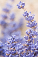 dried lavender flowers and bouquet with lavender