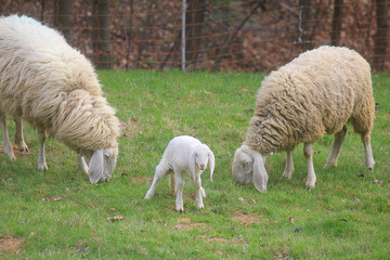 Obraz na płótnie Canvas lamb and sheep in the field