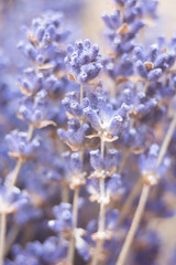 dried lavender flowers and bouquet with lavender