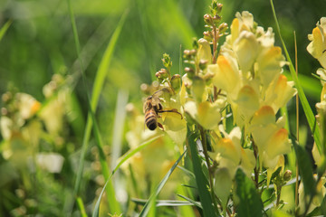 Bee on Linaria vulgaris