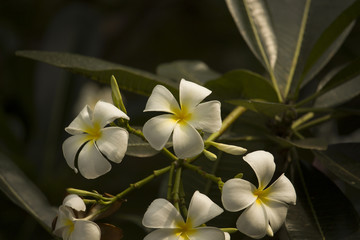 Beautiful white flowers in the garden with nature.