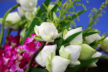 Beautiful white lotus
