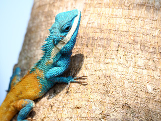 close up thai chameleon