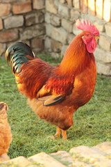 Colorful rooster walking around the yard