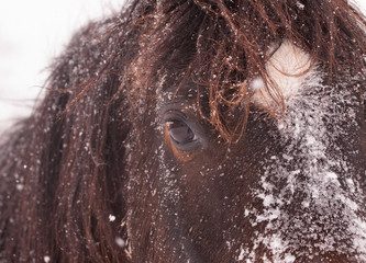 Closeup of a dark bay horse's face in a heavy snowfall