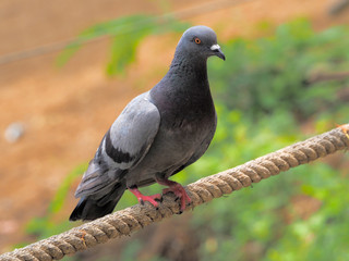 Pigeon bird concept. Feral pigeon
