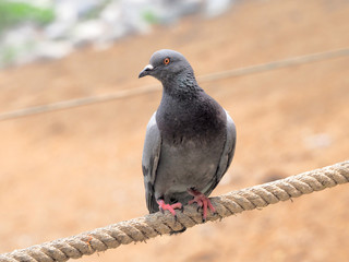 Pigeon bird concept. Feral pigeon