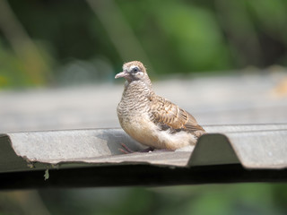 Pigeon bird concept. Feral pigeon