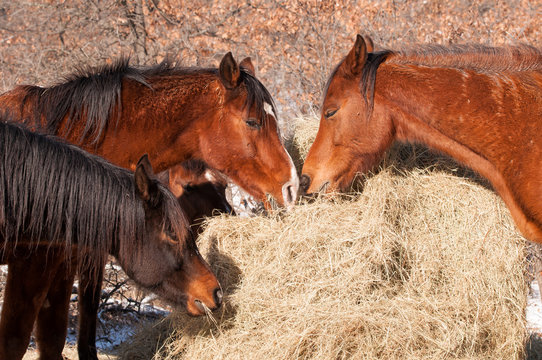 Closeup of horses eating hay from a large round bale in winter